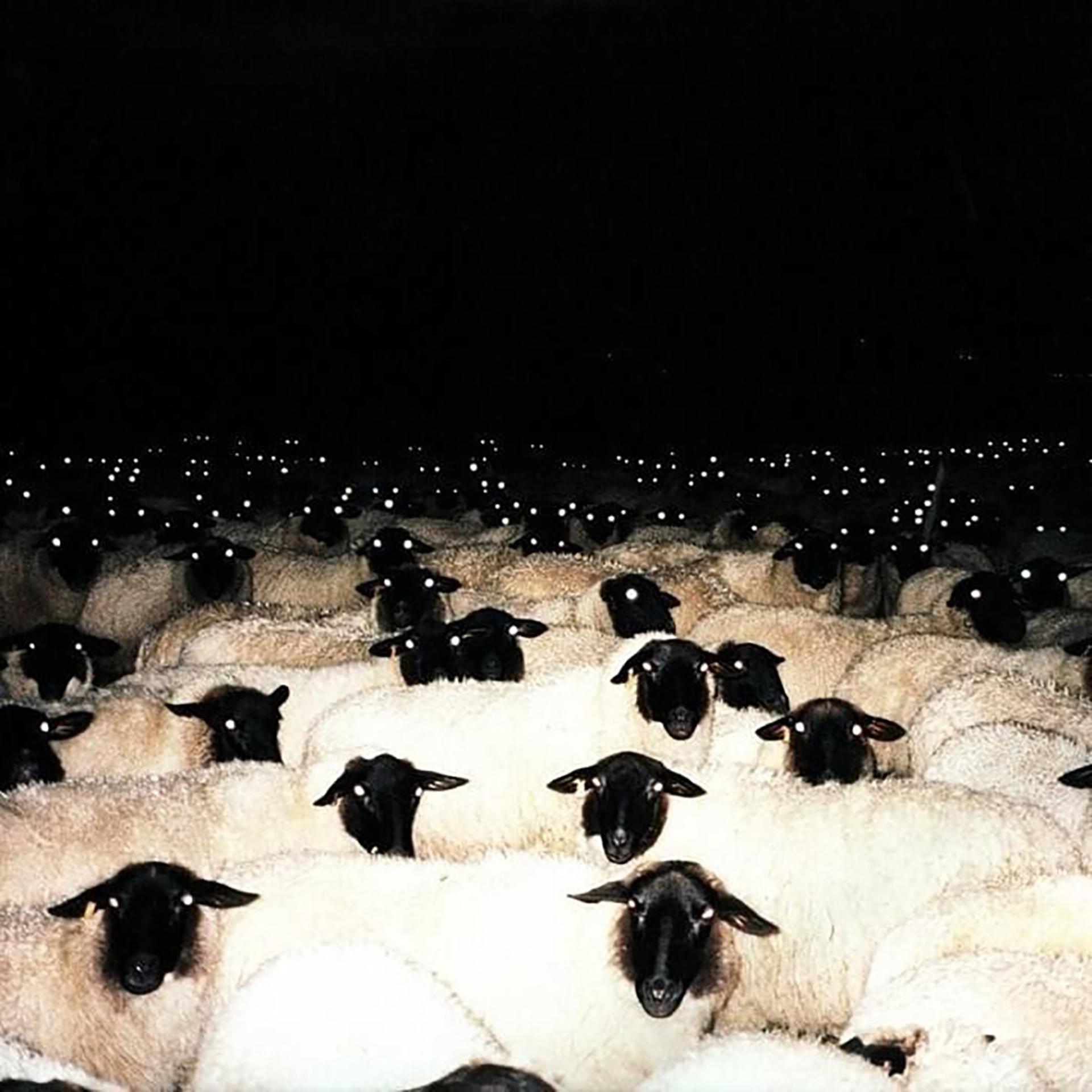 Постер альбома наивные овечки