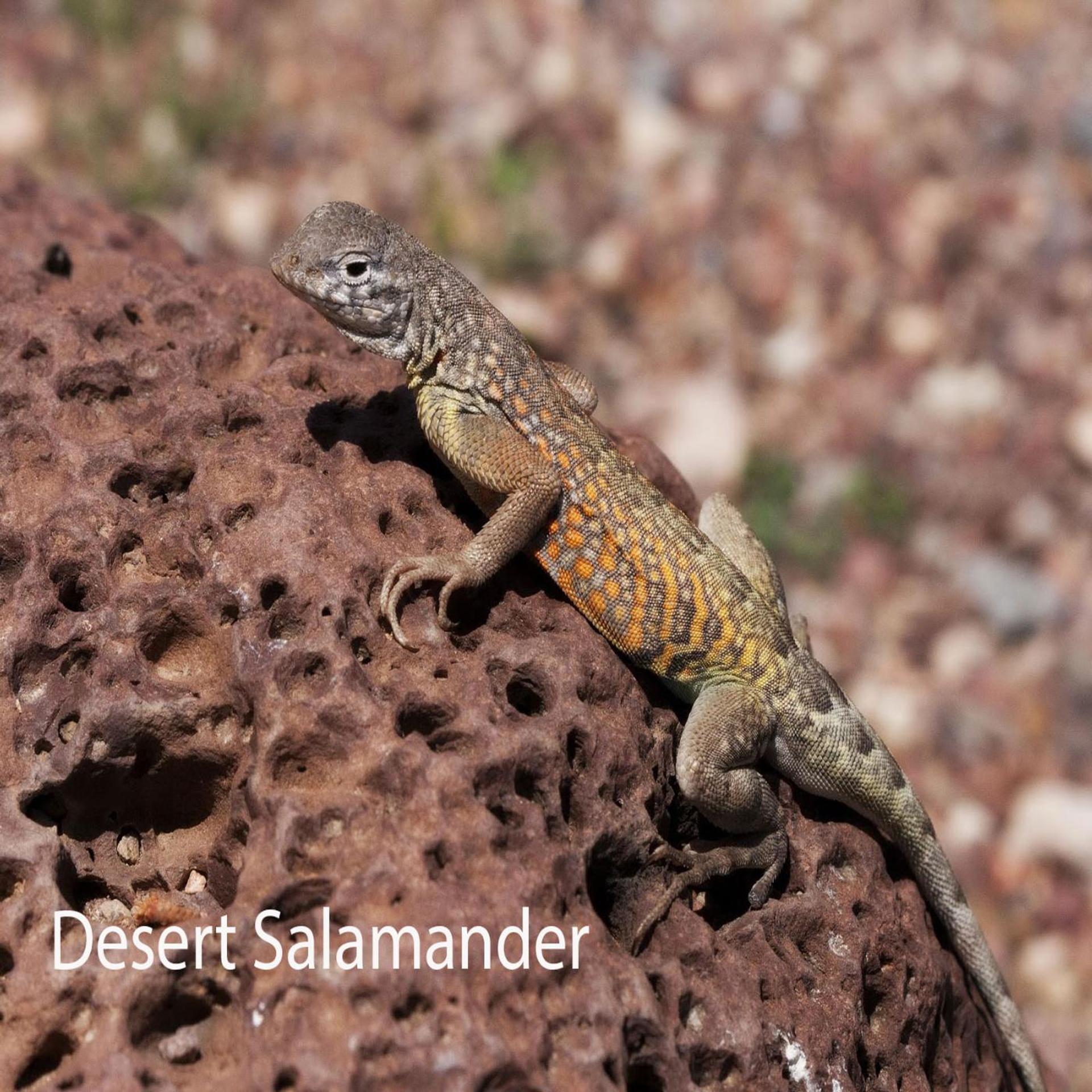 Постер альбома Desert Salamander