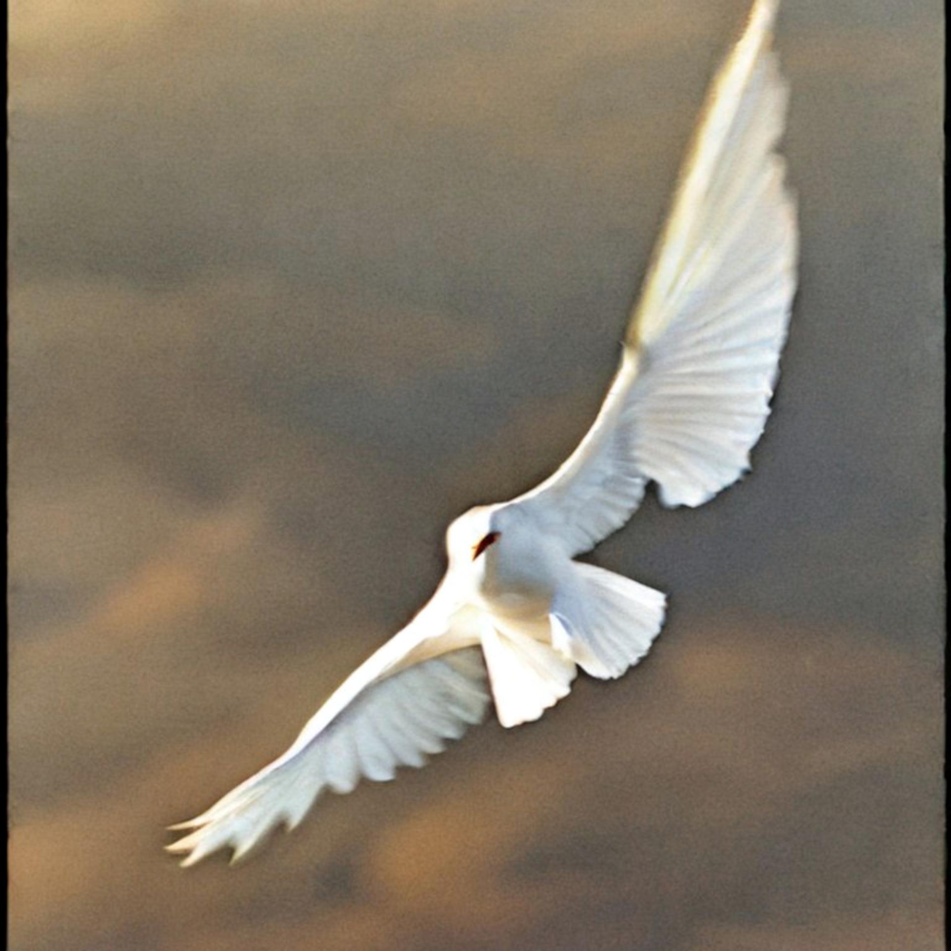 Постер альбома Полёт белой птицы