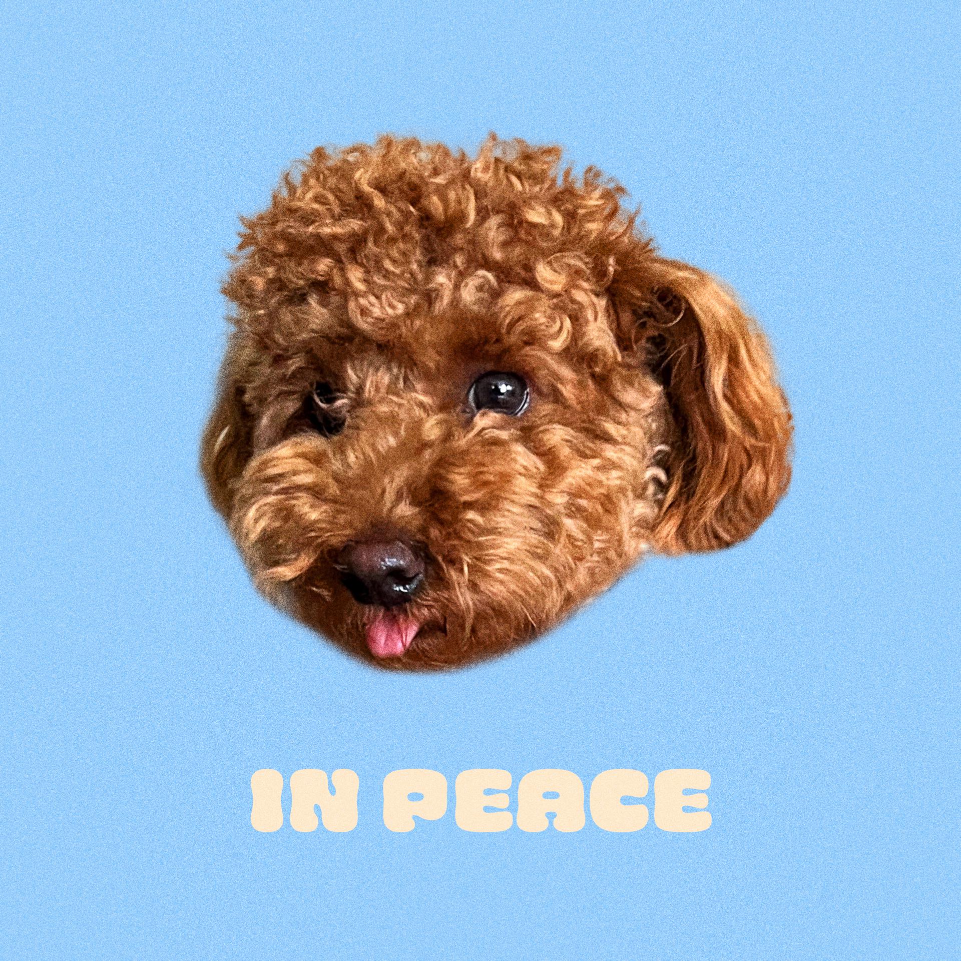 Постер альбома In Peace