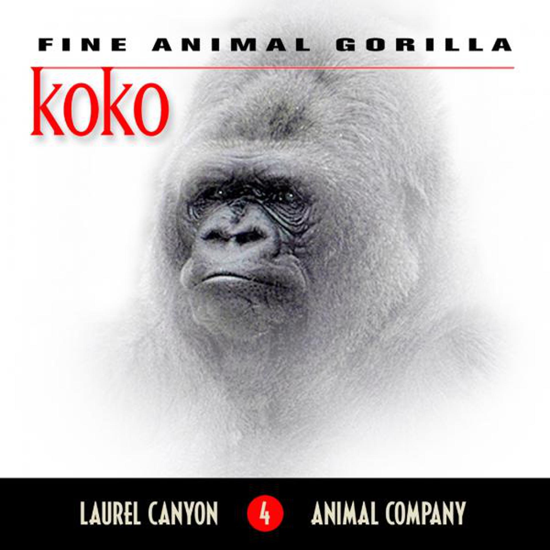 Постер альбома Koko - Fine Animal Gorilla