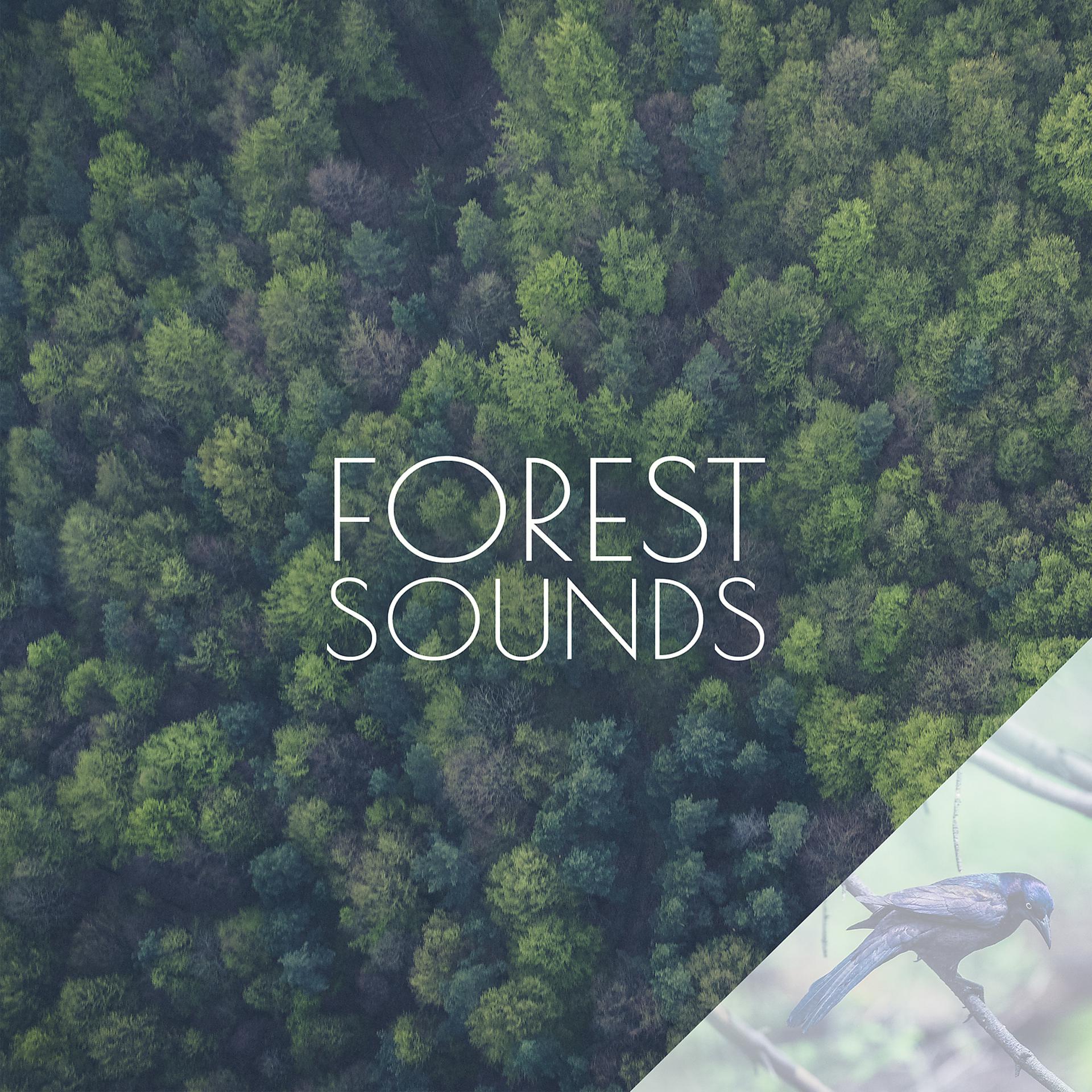 Постер альбома Forest Sounds - Deep Sleep, Natural Noise, Relaxation