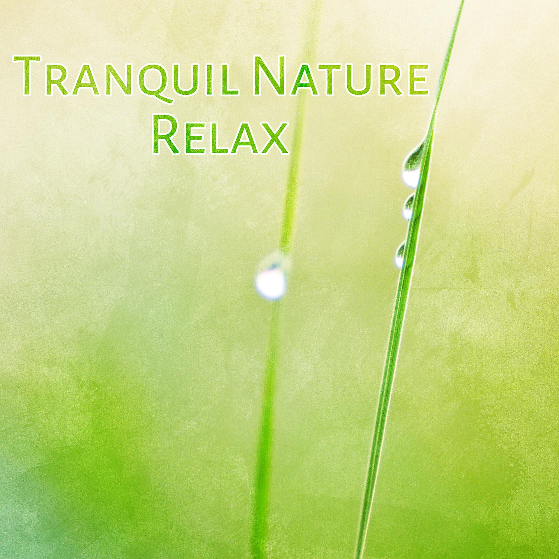 Постер альбома Tranquil Nature Relax – Soothing Sounds of Nature, Sweet Ambient Sounds, Ambient Music