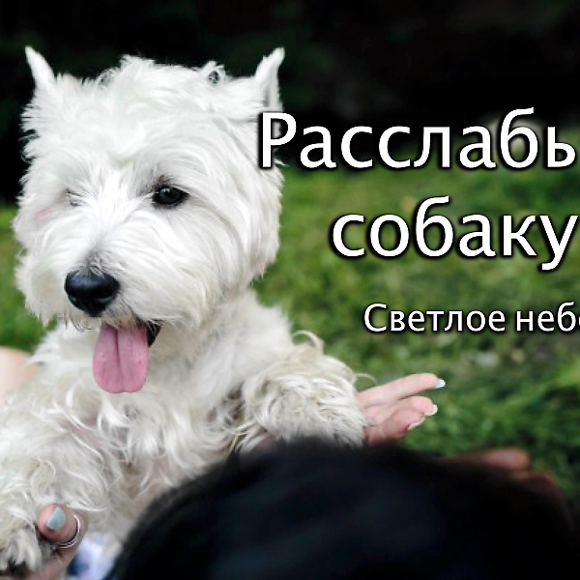 Постер альбома Расслабь собаку
