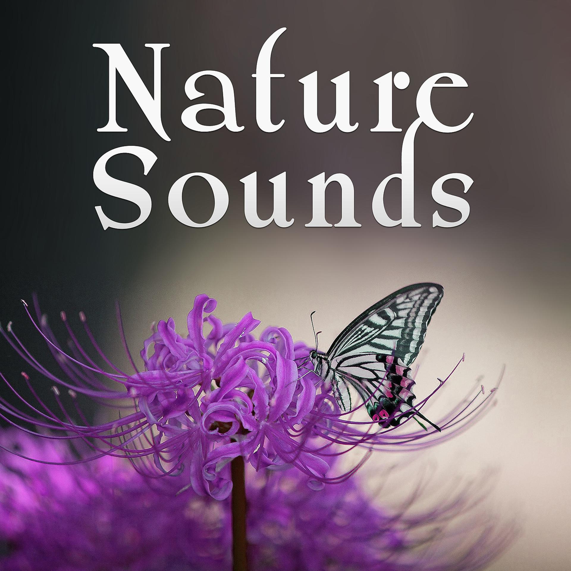 Постер альбома Nature Sounds - Sea Sounds, Touch of Nature, Calm Ocean