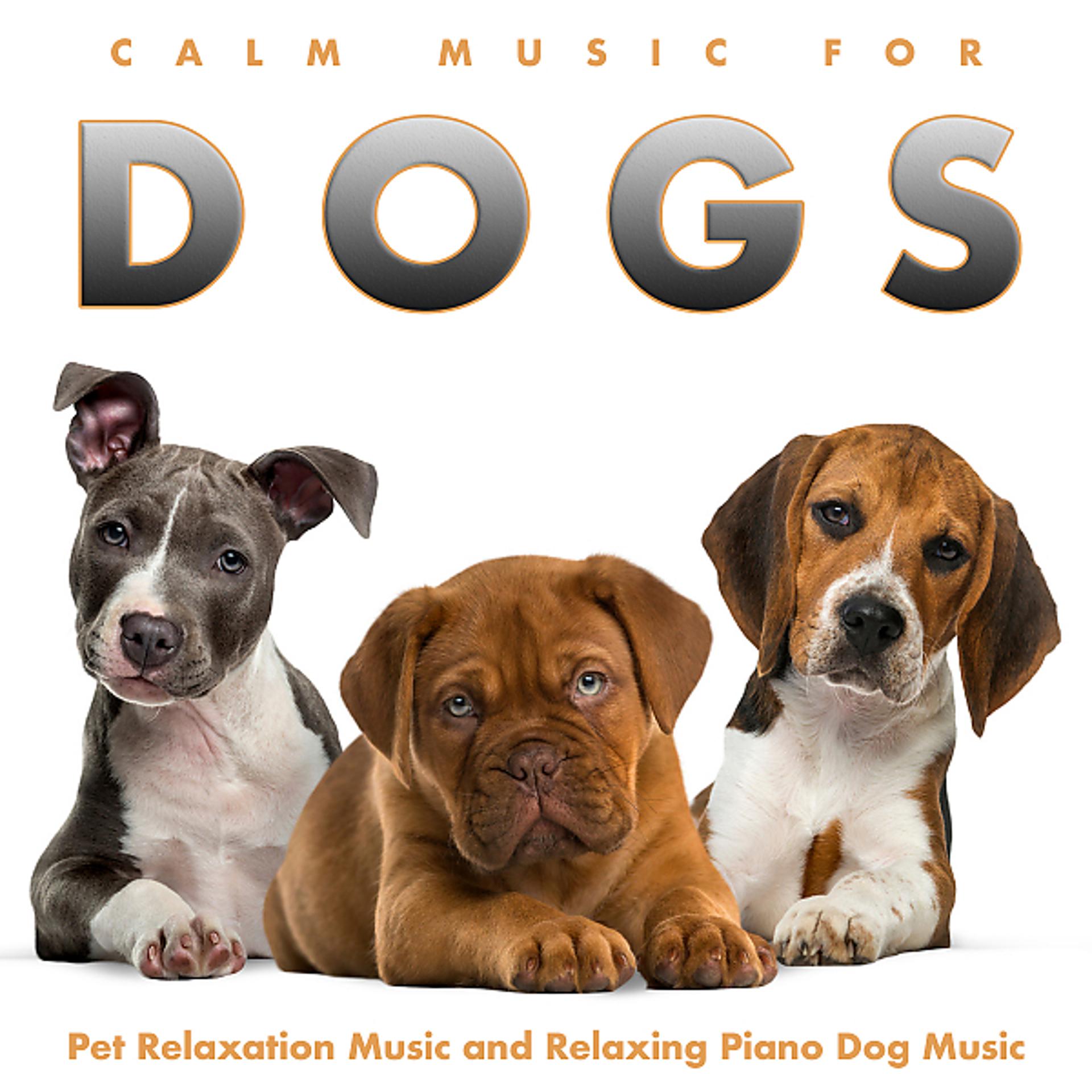 Постер альбома Calm Music For Dogs: Pet Relaxation Music and Relaxing Piano Dog Music
