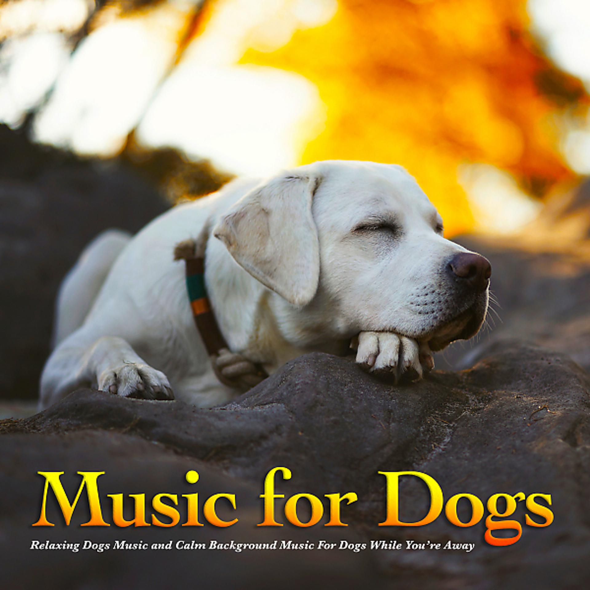 Постер альбома Music For Dogs: Relaxing Dogs Music and Calm Background Music For Dogs While You’re Away