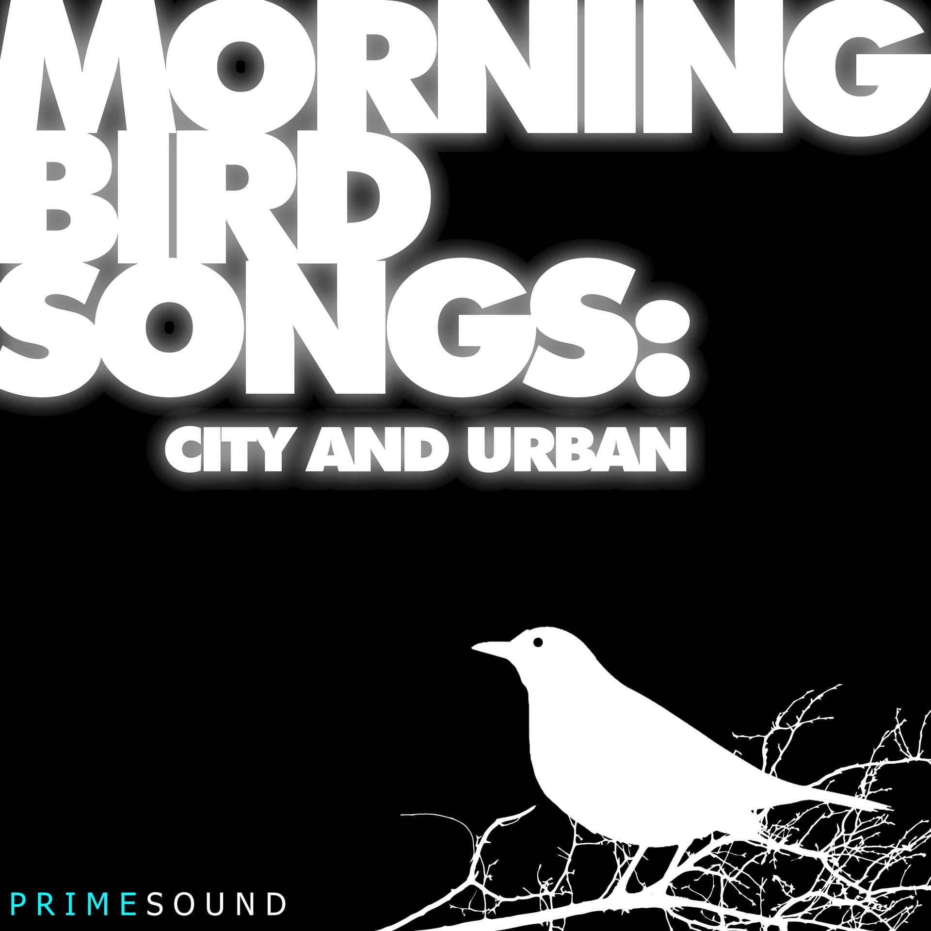 Постер альбома Morning Bird Songs (City and Urban Recordings)