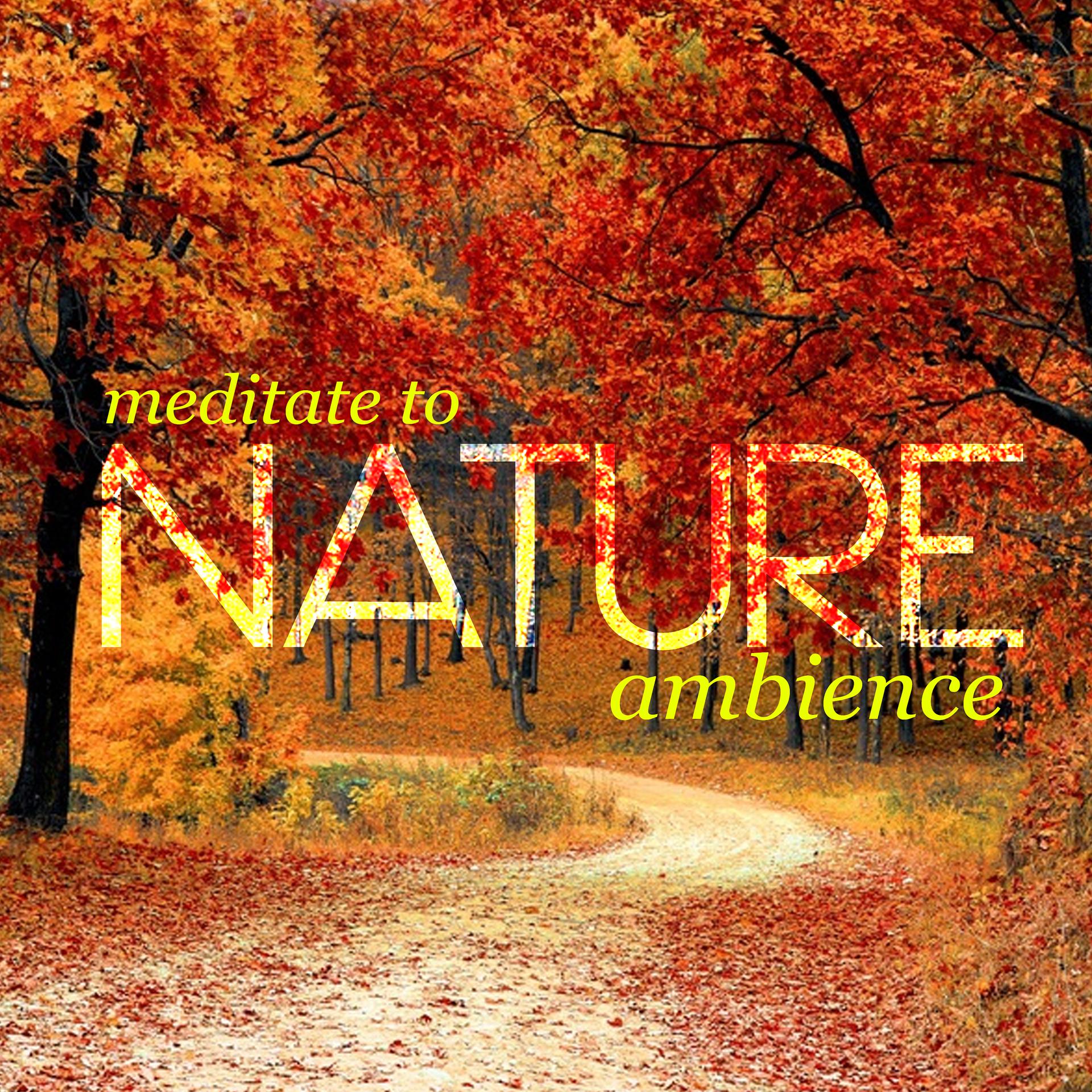 Постер альбома Meditate to Nature Ambience