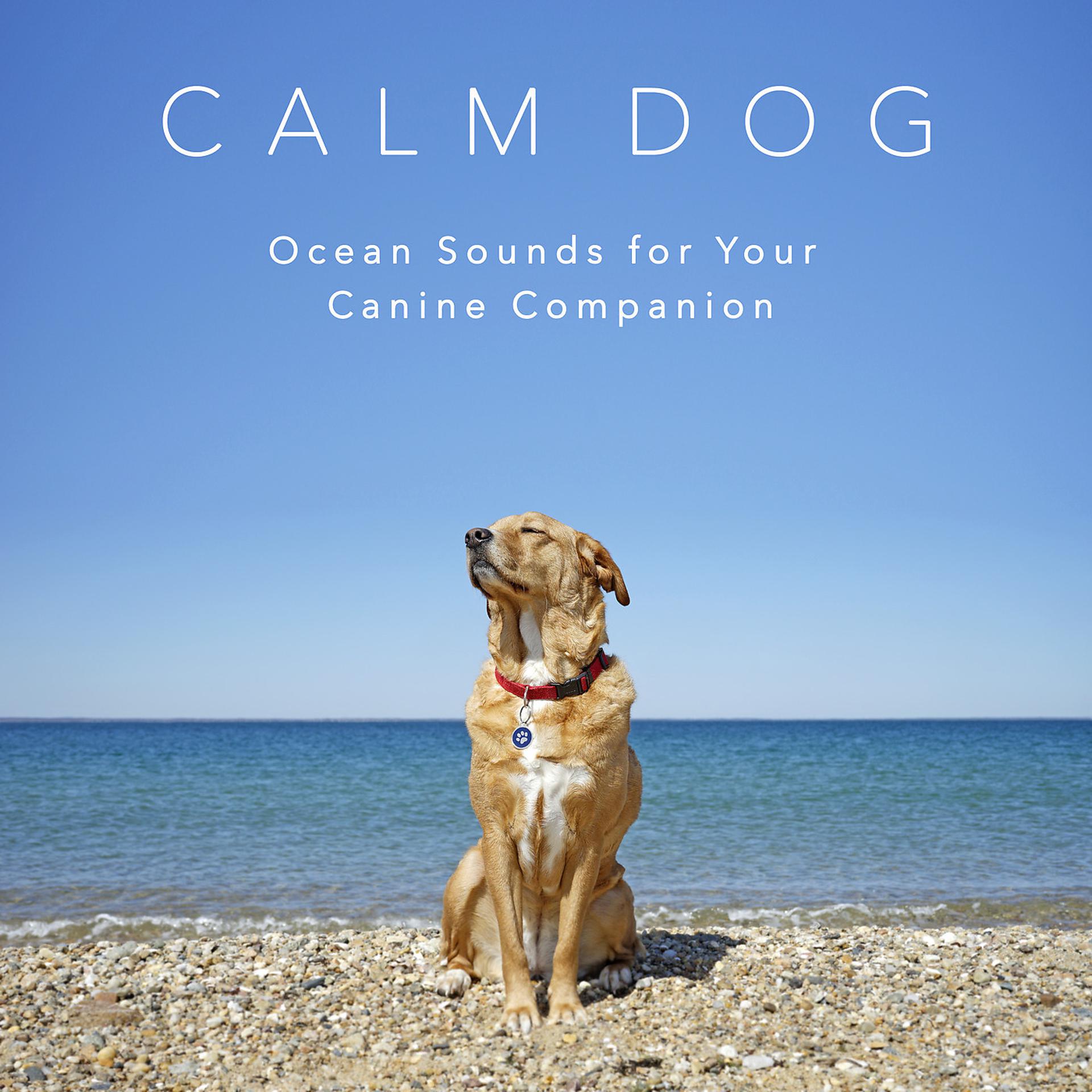 Постер альбома Calm Dog