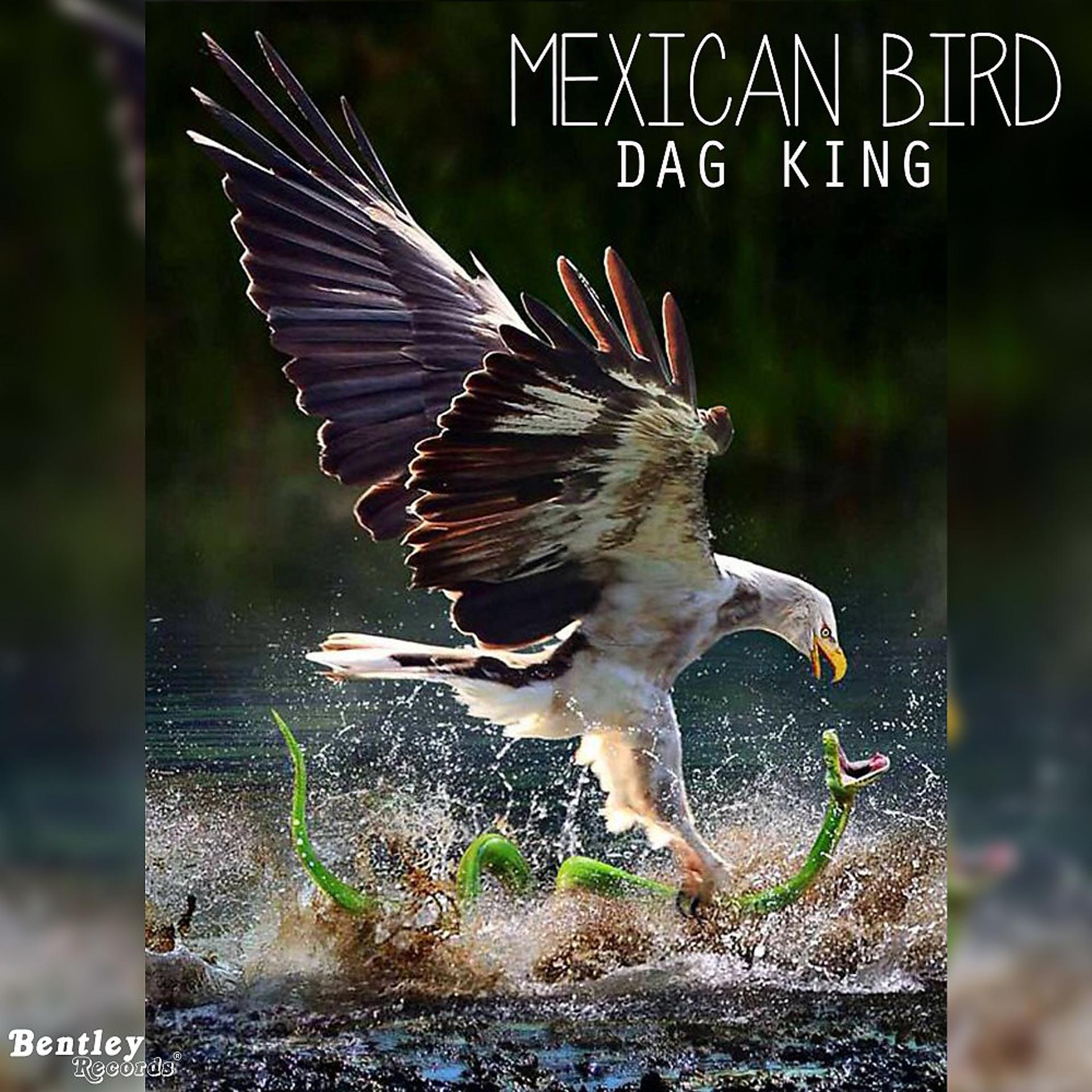 Постер альбома Mexican Bird