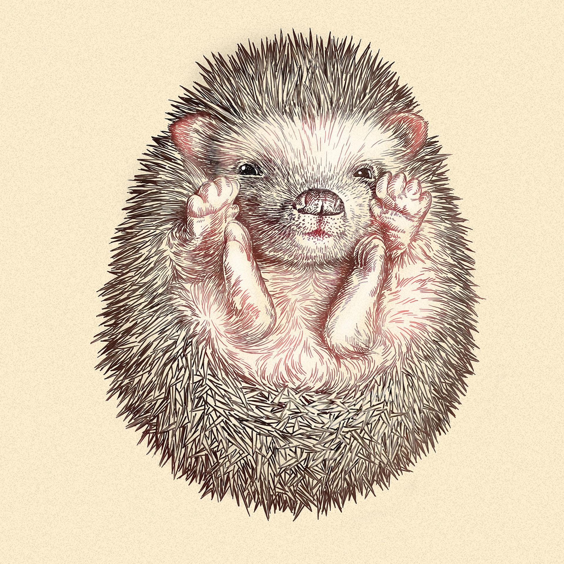 Постер альбома Do You Hedgehog?
