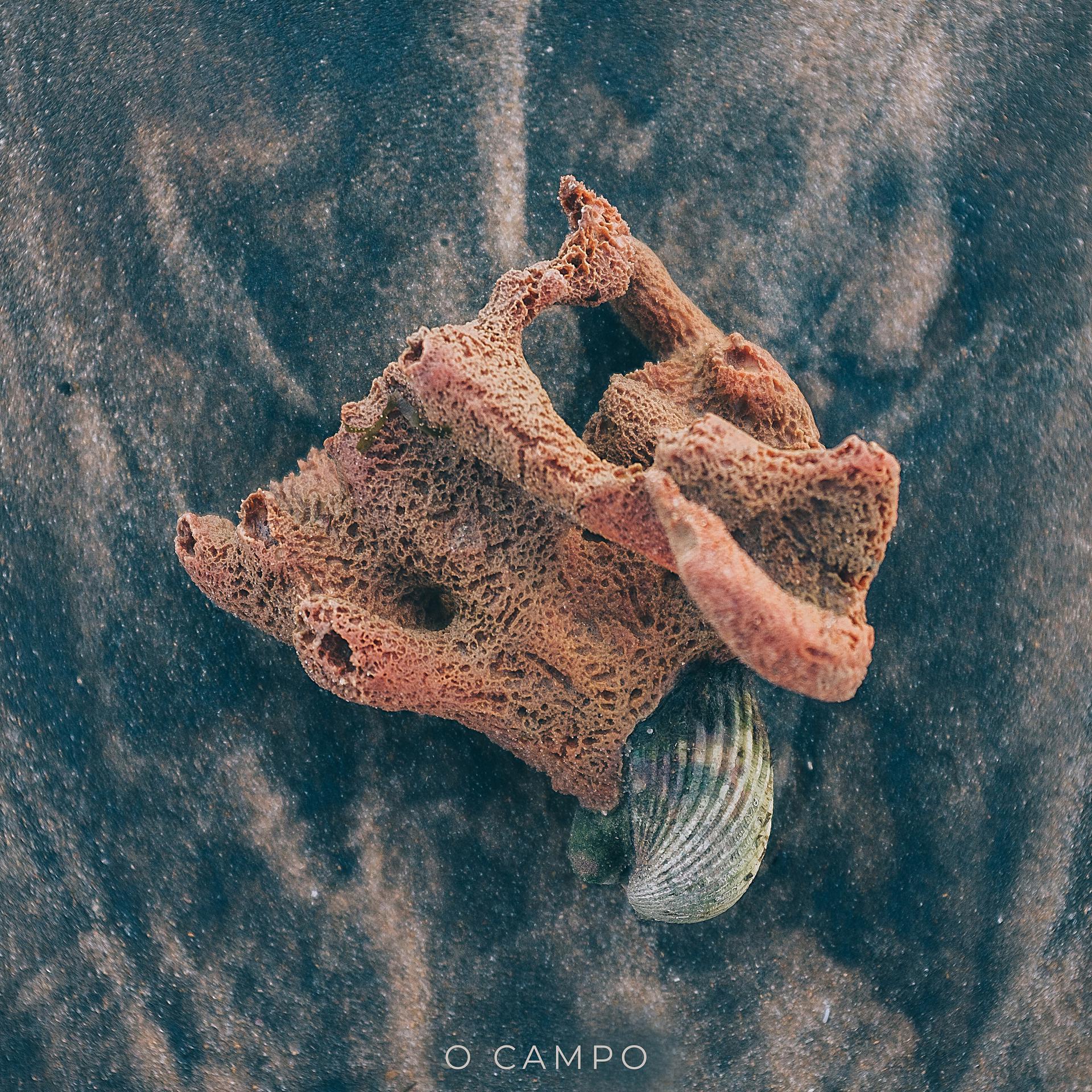 Постер альбома O Campo